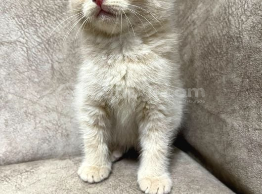 Ayi̇ Surat Özel Renk Sıfır Kulak Bebek görsel