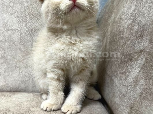 Ayi̇ Surat Özel Renk Sıfır Kulak Bebek görsel