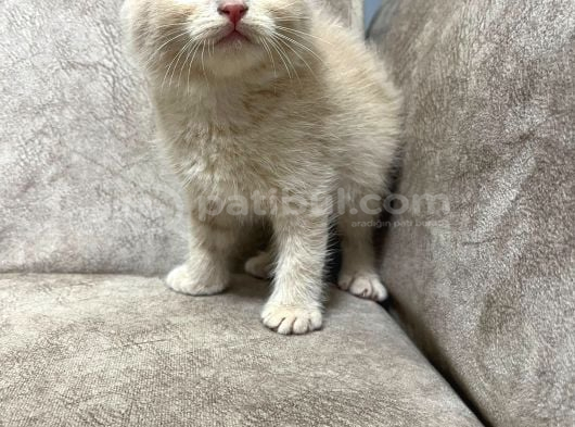 Ayi̇ Surat Özel Renk Sıfır Kulak Bebek görsel