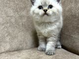 Safkan British Shorthair Ayi Surat Top Kafa Bebis