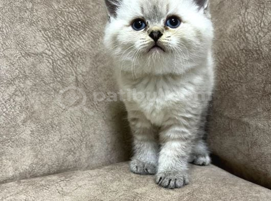 Safkan British Shorthair Ayi Surat Top Kafa Bebis