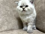 Safkan British Shorthair Ayi Surat Top Kafa Bebis
