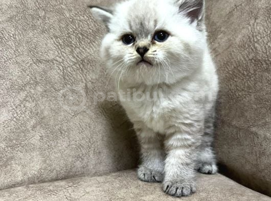 Safkan British Shorthair Ayi Surat Top Kafa Bebis görsel