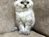 Safkan British Shorthair Ayi Surat Top Kafa Bebis
