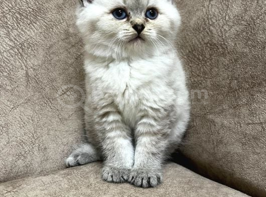 Safkan British Shorthair Ayi Surat Top Kafa Bebis görsel