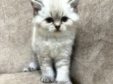 Safkan British Shorthair Ayi Surat Top Kafa Bebis