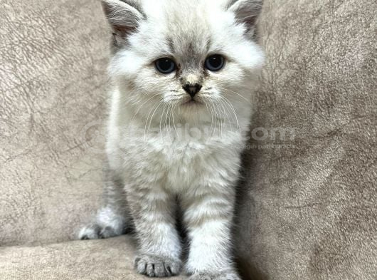 Safkan British Shorthair Ayi Surat Top Kafa Bebis görsel