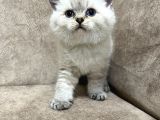 Safkan British Shorthair Ayi Surat Top Kafa Bebis