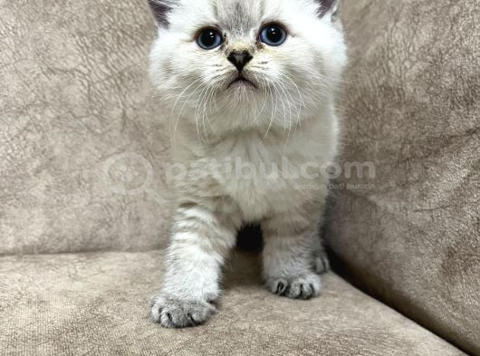 Safkan British Shorthair Ayi Surat Top Kafa Bebis görsel