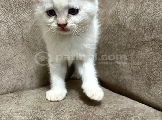 Minik Kutup Ayıları Sıfır Kulak Maviş Gözlü Bebekler görsel