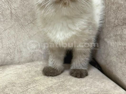 Maviş Gözlü Minik Ayıcık Sıfır Kulak Bebek görsel