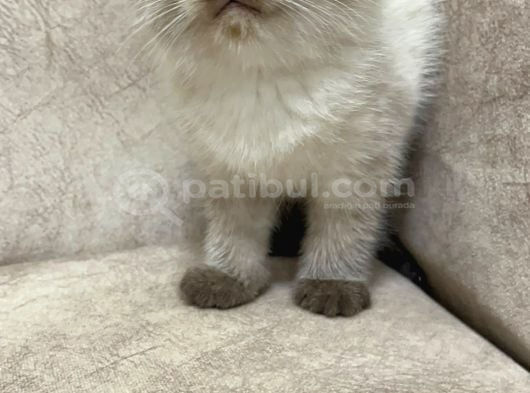 Maviş Gözlü Minik Ayıcık Sıfır Kulak Bebek görsel