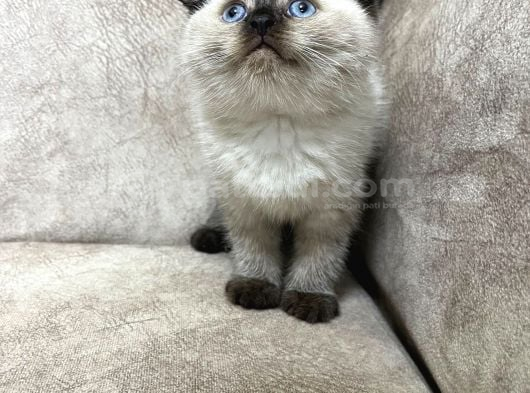 Maviş Gözlü Minik Ayıcık Sıfır Kulak Bebek görsel