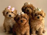 Sevi̇mli̇ Malti̇poo Ci̇nsi̇ Yavrular Ev Üreti̇mi̇