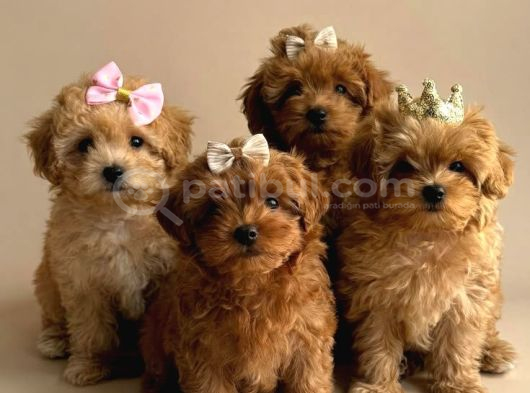 SEVİMLİ MALTİPOO CİNSİ YAVRULAR EV ÜRETİMİ