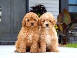 Sevi̇mli̇ Malti̇poo Ci̇nsi̇ Yavrular Ev Üreti̇mi̇