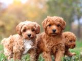 Sevi̇mli̇ Malti̇poo Ci̇nsi̇ Yavrular Ev Üreti̇mi̇