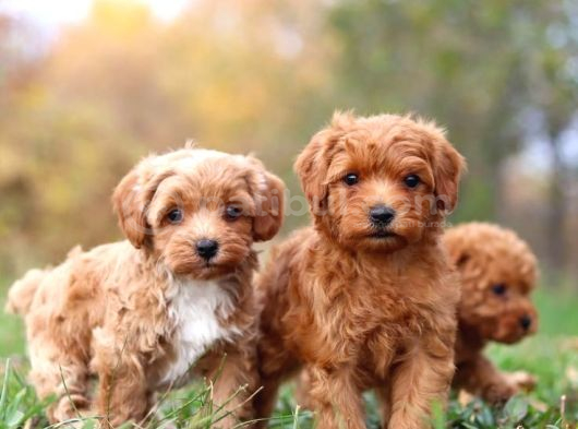 Çi̇ft Renkli̇ Malti̇poo Ci̇nsi̇ Yavrular görsel
