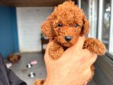 Sevi̇mli̇ Toy Poodle Yavrumuz