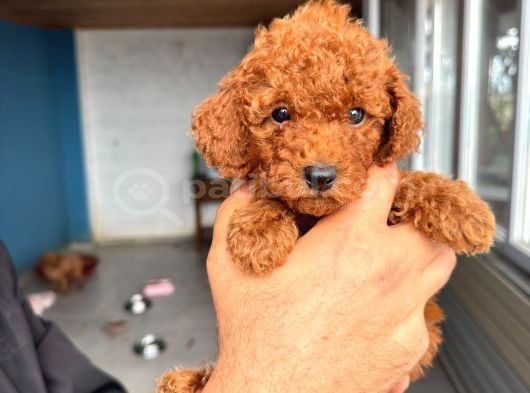 Sevi̇mli̇ Toy Poodle Yavrumuz