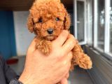 Sevi̇mli̇ Toy Poodle Yavrumuz