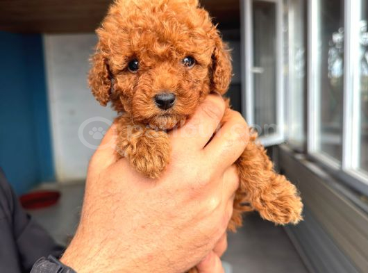 Sevi̇mli̇ Toy Poodle Yavrumuz görsel