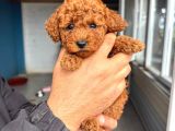 Sevi̇mli̇ Toy Poodle Yavrumuz