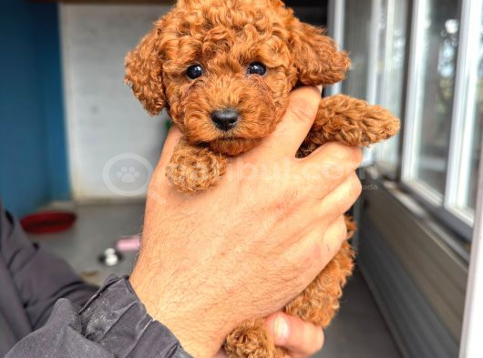Sevi̇mli̇ Toy Poodle Yavrumuz görsel