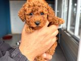 Sevi̇mli̇ Toy Poodle Yavrumuz