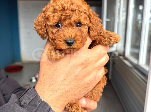 Sevi̇mli̇ Toy Poodle Yavrumuz görsel