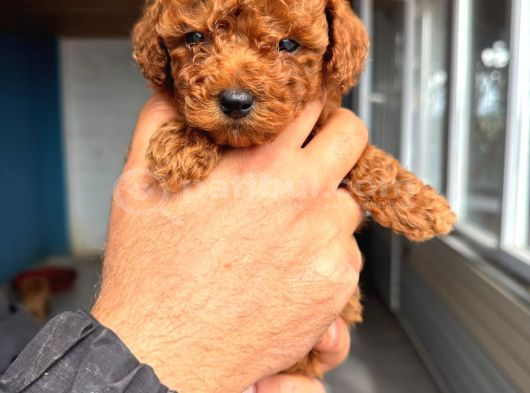 Red Toy Poodle Sevi̇mli̇ Yavrular görsel