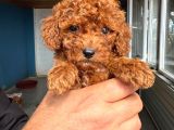 Red Toy Poodle Sevi̇mli̇ Yavrular