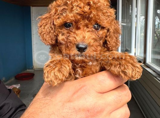 Red Toy Poodle Sevi̇mli̇ Yavrular