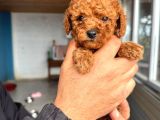Red Toy Poodle Sevi̇mli̇ Yavrular