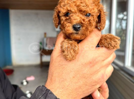 Red Toy Poodle Sevi̇mli̇ Yavrular görsel