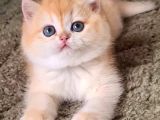 Altın Postlu Golden British Shorthair