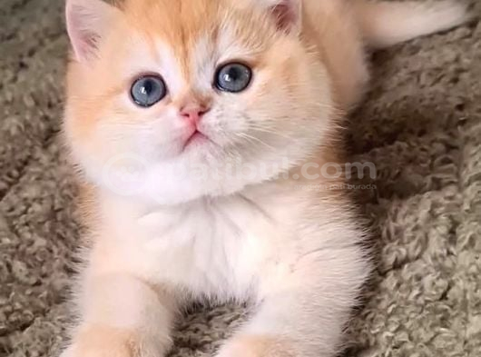 Altın Postlu Golden British Shorthair