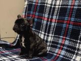 Yurtdişi Kan Hatti Egzoti̇k Micro French Bulldog Yavrular