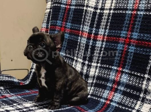 Yurtdişi Kan Hatti Egzoti̇k Micro French Bulldog Yavrular görsel