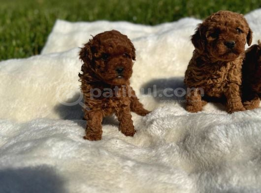 Anne Altından Kilo Garantili Poodle Bebekler görsel