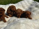 Anne Altından Kilo Garantili Poodle Bebekler