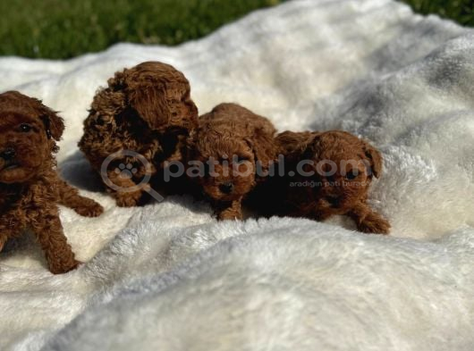 Anne Altından Kilo Garantili Poodle Bebekler görsel