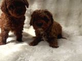 Anne Altından Poodle Bebekler