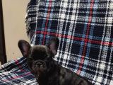 Yurtdişi Kan Hatti Egzoti̇k Micro French Bulldog Yavrular