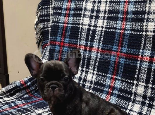 Yurtdişi Kan Hatti Egzoti̇k Micro French Bulldog Yavrular görsel