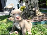 Amerikan Bully Xl Yavru Lar