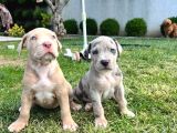 Amerikan Bully Xl Yavru Lar