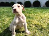 Amerikan Bully Xl Yavru Lar