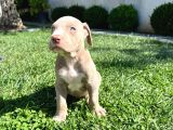 Amerikan Bully Xl Yavru Lar
