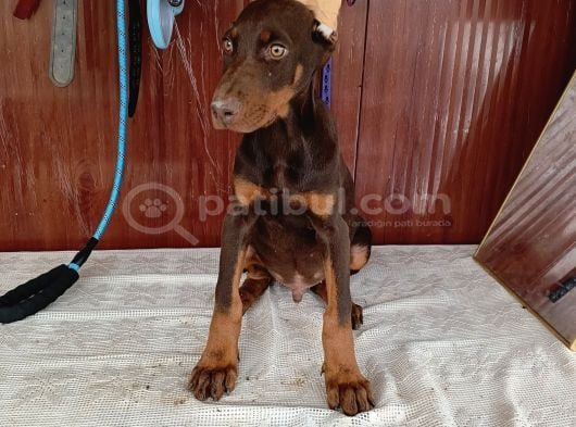 Kızıl erkek doberman